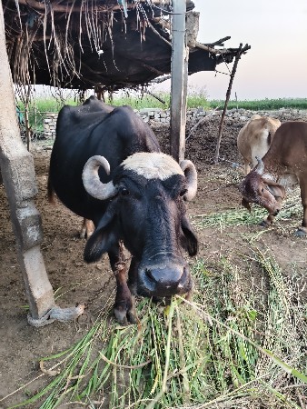 આ ભેસ વેચવાની છે 15d+ 20d ની કાચી