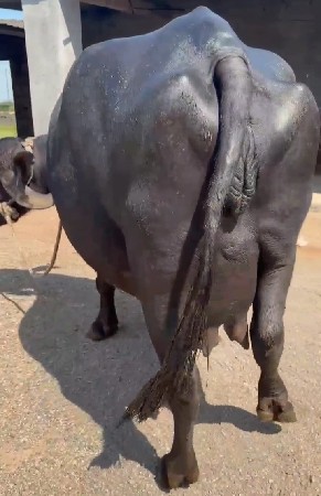 ભેંસ વેચવાની છે