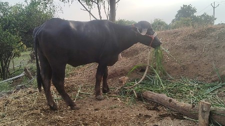 3.5 varsni khadhay vesvani se