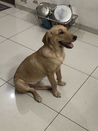 Lebra retriever
