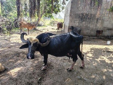 ભેંસ વેચવાની છે