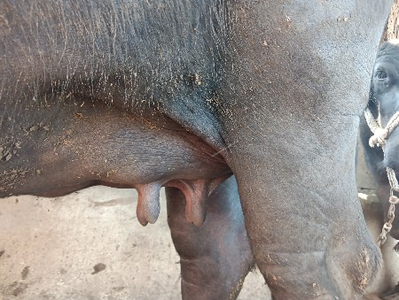 ભેસ વેચવાની છે