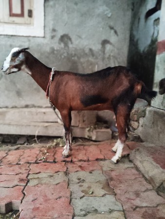 બકરી વેચવાની છે