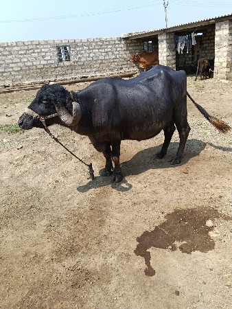 ભેંસ વેચવાની છે