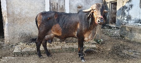 ગીર ગાય વેસવાની છે
