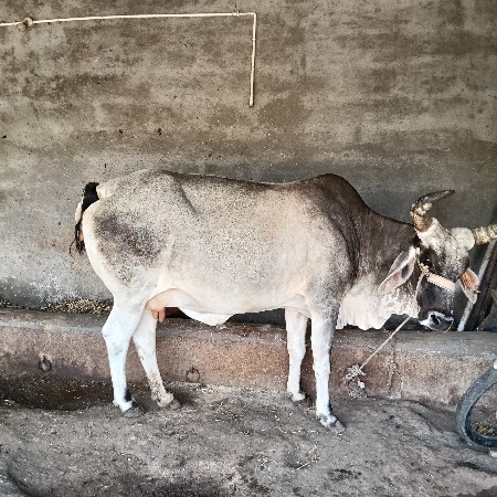 કાંકરેજ ગાય વેચવાની છે