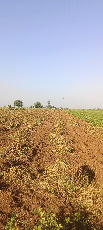 37  37 નંબર પાલો વેચવાનો છે