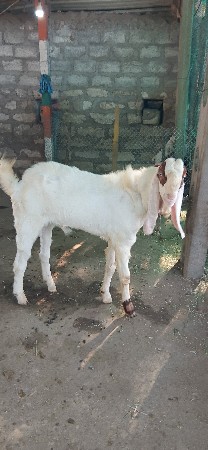 bakro