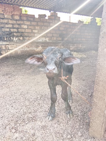 પાડો વેસવા નો સે