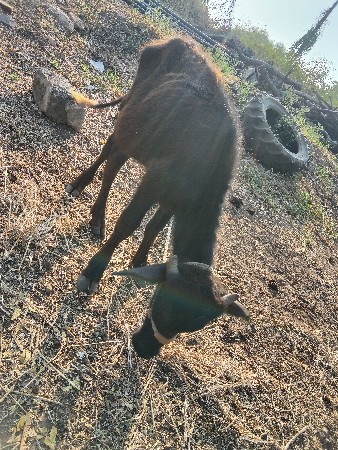 પાડી