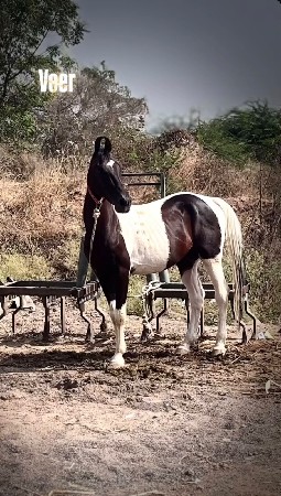 ઘોડો વેચવાનો છે.