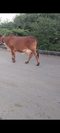 ગાય વેચવાની છે