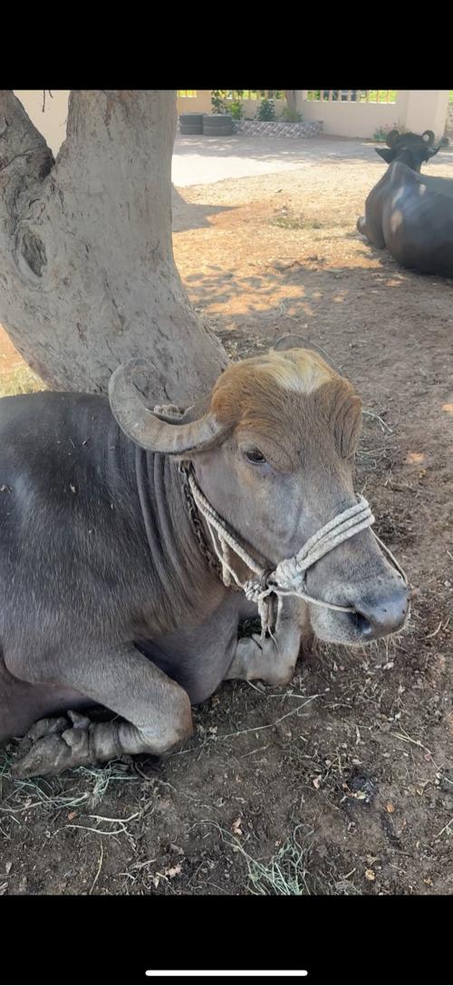 ભેસ વેશવાની છે