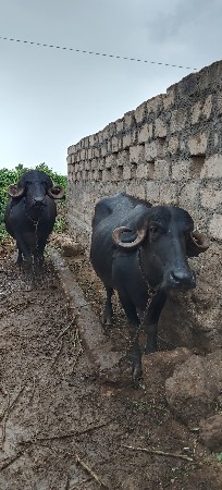 ખડેલા દેવના છે