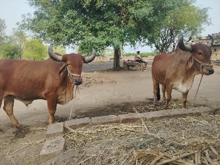 ગોઢલા વેચવાના છે
