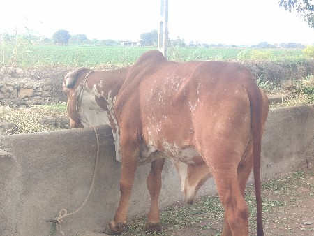 બળદ વેચવાનો છે