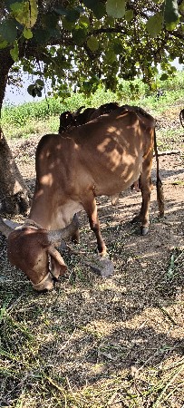ગાય વેચવાની છે