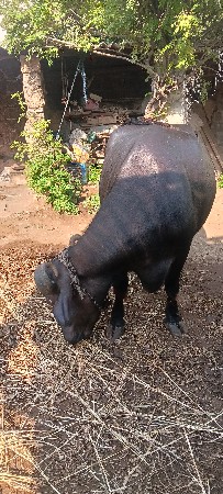 ભેંસ વેચવાની છે.
