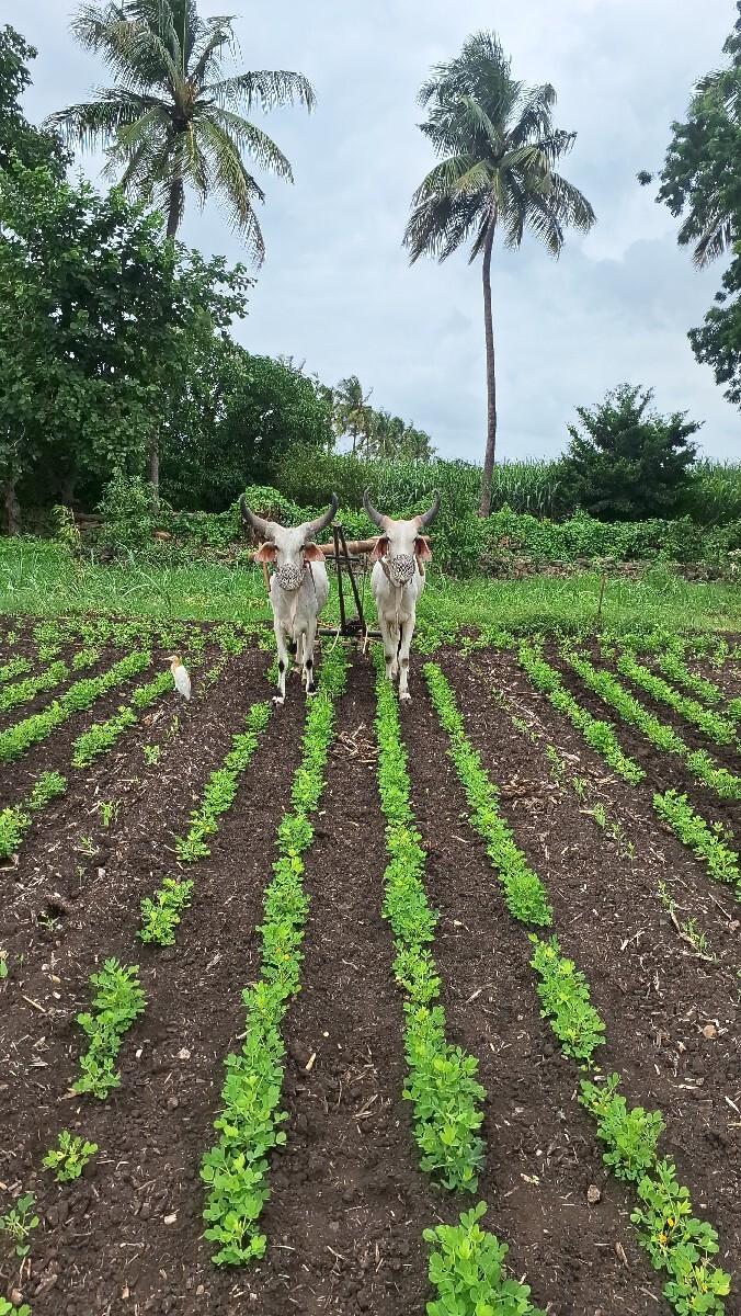 ગોઢલા વેચવાના છે