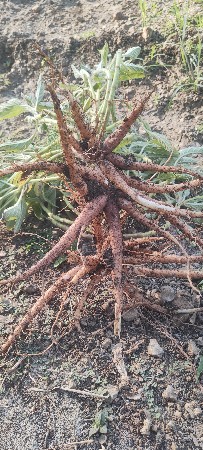 રતારૂ અને ગરમલ રોપ