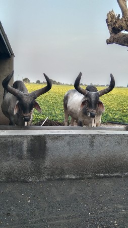બળદ વેચવાના છે