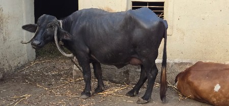 ભેશ 5 મહિના દોય ગલ સે