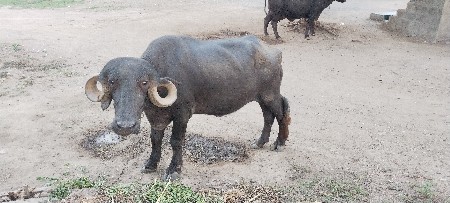 ખળેલુ વેચવાનુ છે