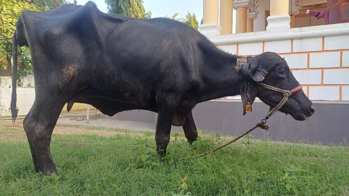 ભેસ વેસવાની છે