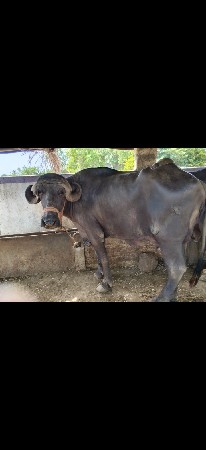 ભેશ વેચવાની છે