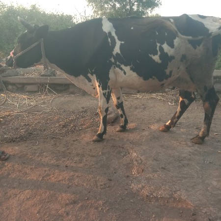 ગાય વેચવાની છે