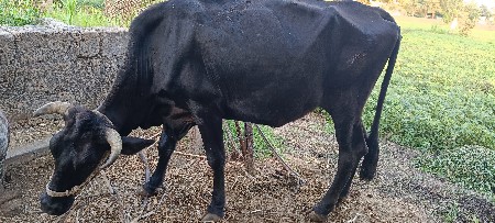 હોડકી વેસવાની છે