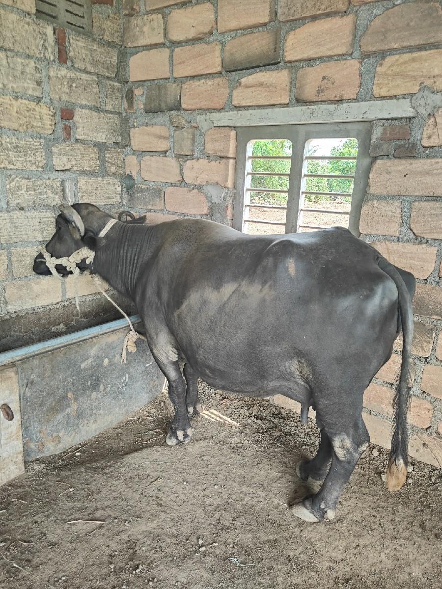 ભેંસ વેચવાની છે..... 9023828931