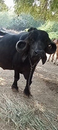 ભેંસ વેચવાની છે