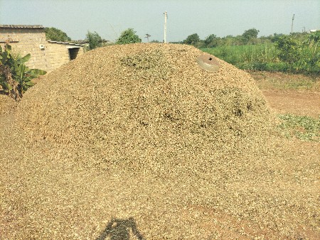 માંડવી નો પાલો