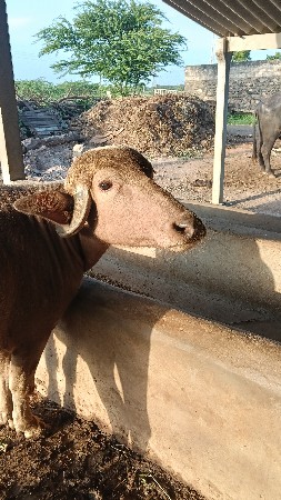 ભૂરી ખડેલી વેચવાની છે સારી ખડેલી છે
