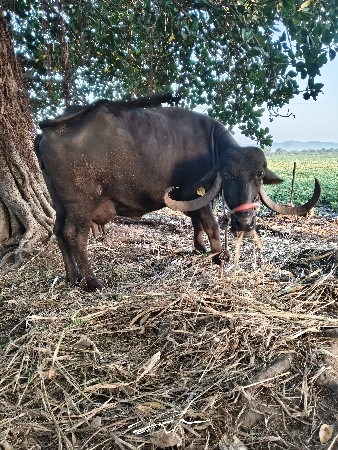 ભેંસ વેચવા ની છે