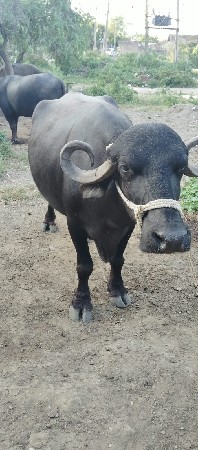 ભેસ વેચવાની છે.