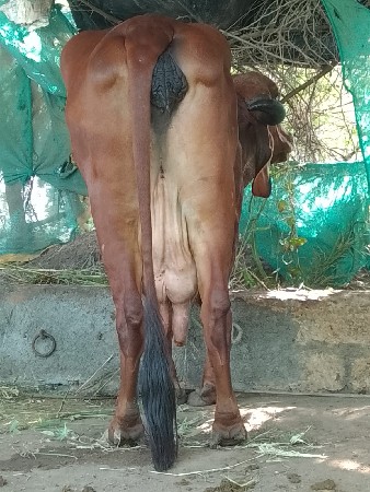 ગીર ગાય વેચવાની છે