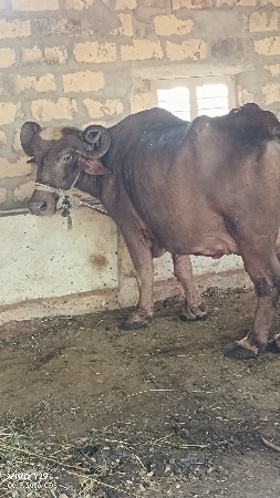 બે ભેસ