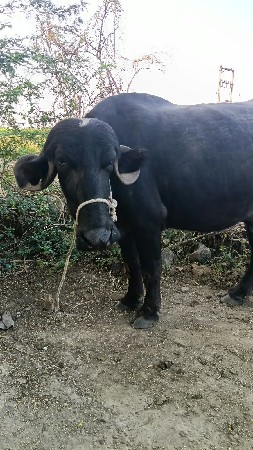 ભેંસ વેચવાની છે