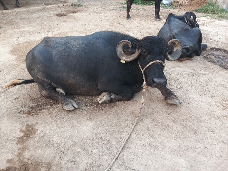 બે ભેંસ દેવાની સે