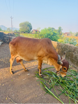 ગાઈ વેચવાની છે.