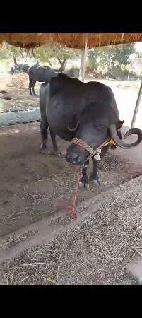 ભેંસ વેચવાની છે