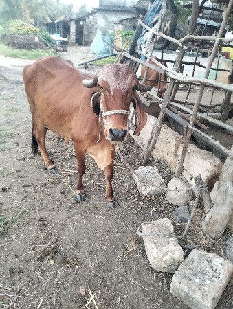 ગાય બીજુ વેતર વેચવાની છે