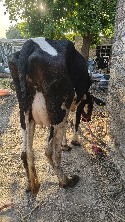 hf ક્રોસ