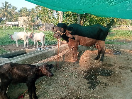 ભેંશ વેશવાની છે