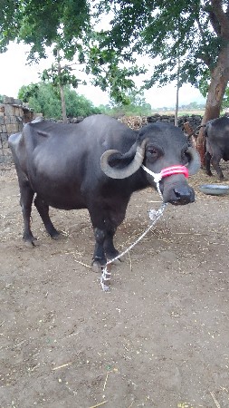 ભેંસ વેચવાની છે.