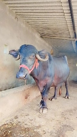 ભેસ વેચવાની છે
