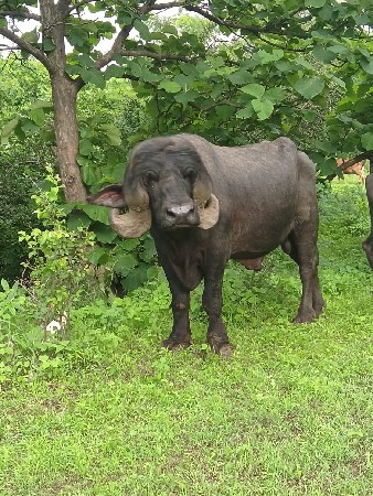 પાડો  વેચવાની છે જાફરાબાદી