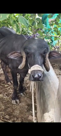 ખડેલી વેચવાની છે